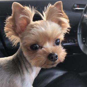 저희 까미를 찾아요 (요크셔테리어)