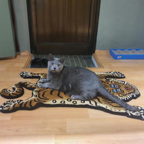 안양4동부근 회색뚱뚱한 고양이 찾습니다.