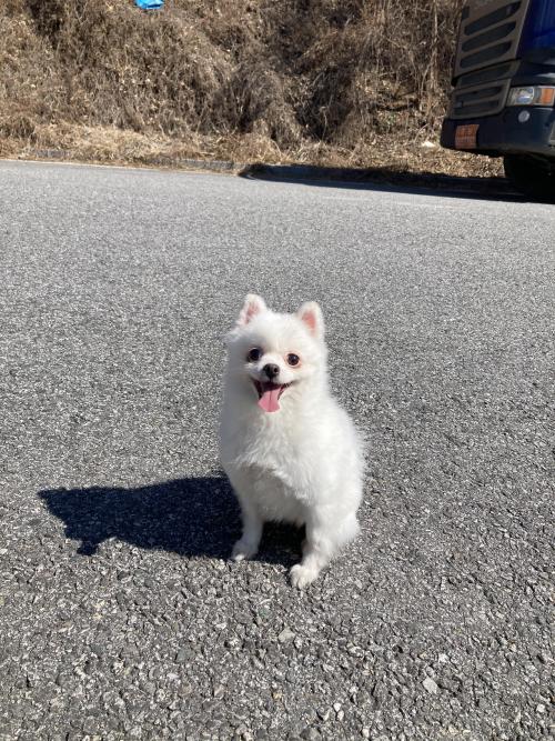포메라니안 암컷 주인 찾아요