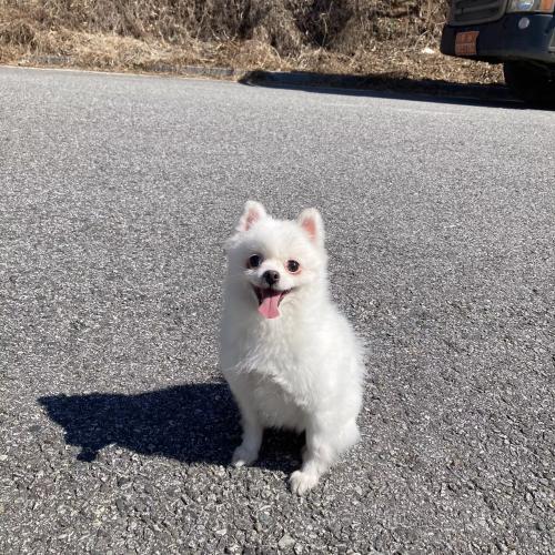 포메라니안 암컷 주인 찾아요