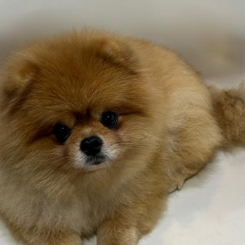 포메라니안 분양합니다.