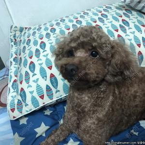 푸들(남아/ 3살 / 갈색 / 중성화 유)