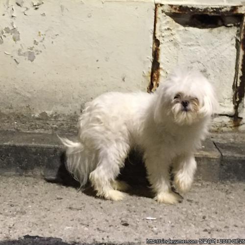 정릉동 삼덕대지에서 발견