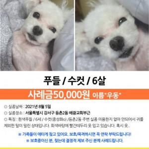 등촌동 흰색푸들 찾습니다