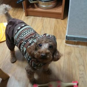 강아지를 찾습니다.