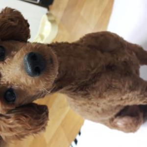 달서구성당동갈색푸들여아