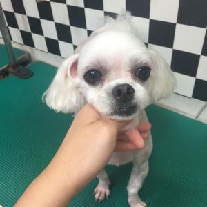 부천 말티즈 남아 방울이를 찾습니다 사진 있음