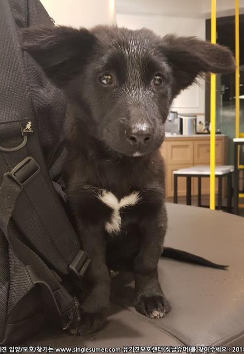 서울 블랙 믹스견 여아 보호중입니다!