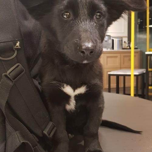 서울 블랙 믹스견 여아 보호중입니다!