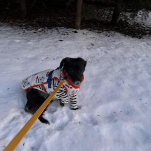 강아지 찾습니다