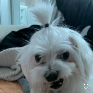 저희 백곰이 찾아요 말티즈 노견 (죽전)