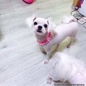 경기안산 와동 말티즈 여자아이찾아요