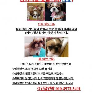 평택시 강아지를 찾고있어요 (시츄 암컷) 2마리