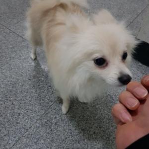 강아지 주인분 찾아요ㅠㅠ