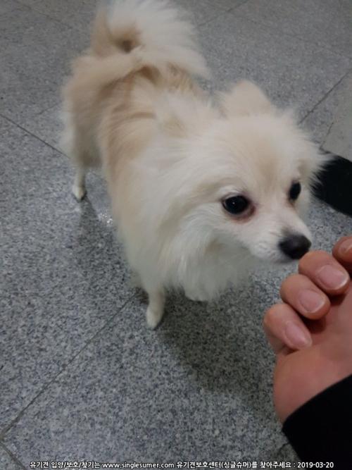 강아지 주인분 찾아요ㅠㅠ