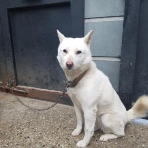 개를 찾습니다.