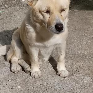 흰색 진도 믹스견 / 제발 보신분 연락주세요ㅜㅠ