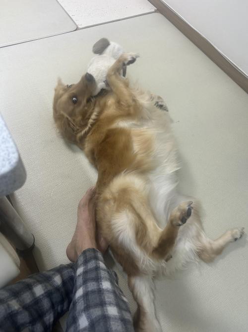 골든리트리버 3살 여아 입니다 ❣️