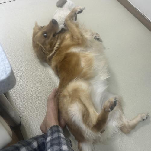 골든리트리버 3살 여아 입니다 ❣️