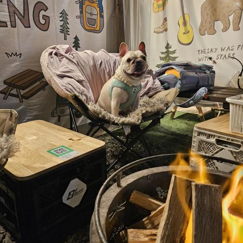 프렌치불독 여아