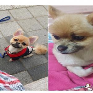 갈색 포메라니안을 찾습니다!!