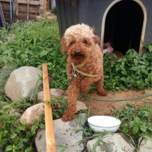 갈색푸들찾아요