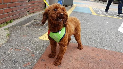 푸들 갈색입니다