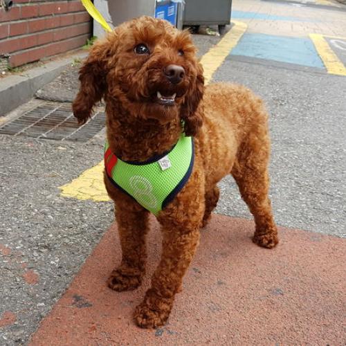 푸들 갈색입니다