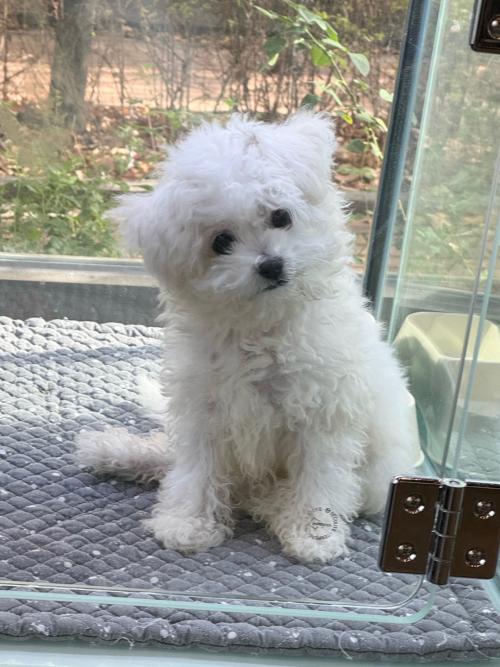 사랑으로 키워주실 분 찾아요