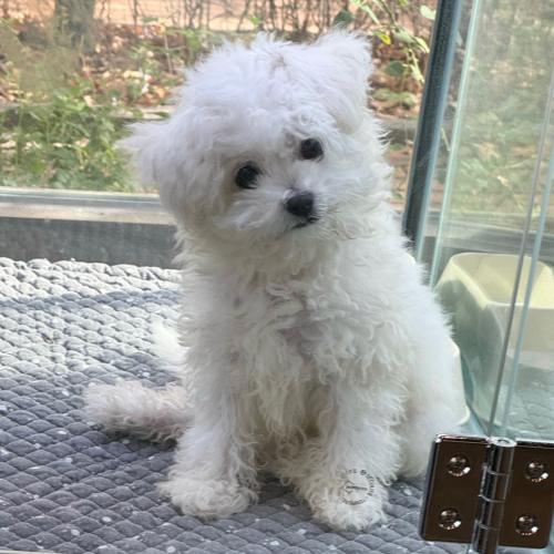 사랑으로 키워주실 분 찾아요