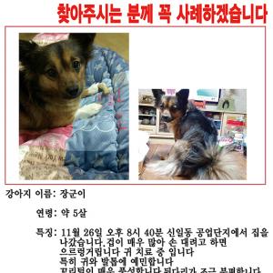 유기견,강아지 찾아요) 장군이를 찾습니다