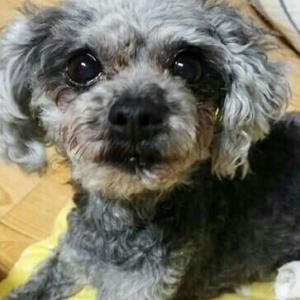 우리 다솜이 찾습니다ㅠ ㅜ