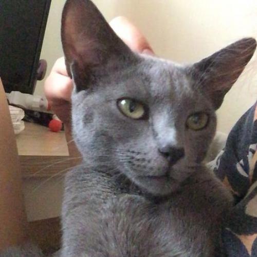 러시안블루 가족 좀 찾아주세요