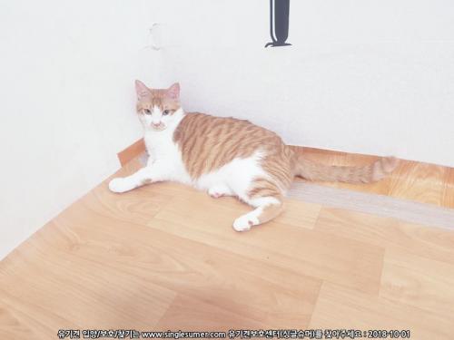 2살 코숏 반치즈 중성화완료 고양이 분양해요