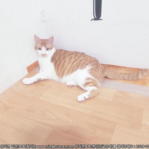 2살 코숏 반치즈 중성화완료 고양이 분양해요