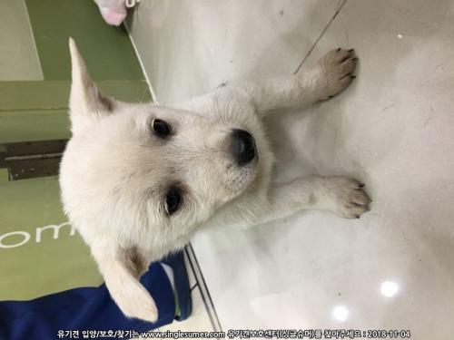 9월초에태어난강아지들