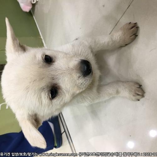 9월초에태어난강아지들