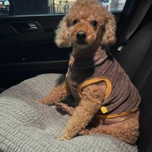 창녕-현풍ic 5중추돌사고후 강아지 실종