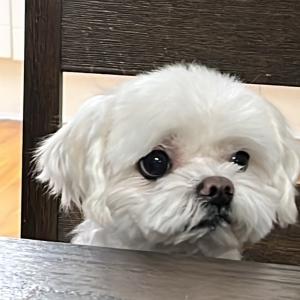 하얀말티즈 찾아요