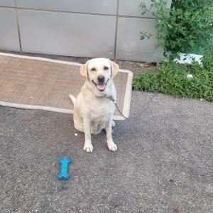 인천 일신동 레브라도 리트리버 강아지 찾습니다