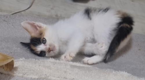 아기고양이 새주인 찾아요