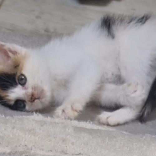 아기고양이 새주인 찾아요