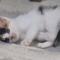 아기고양이 새주인 찾아요