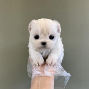 진짜 너무 예뻐서 어지러운 화이트말티푸 가족을 찾아용