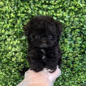 푸들분양 털 안빠지는 강아지 토이푸들분양