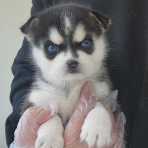 폼스키분양 2개월령 애교도 많은데 블루아이까지??