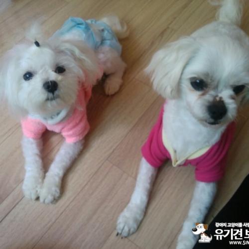 흰색말티즈수컷찾아요