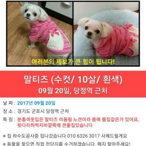 말티즈 남아 몸에물집있음 분홍옷 찾아요