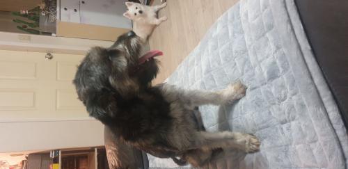 구미시 송정동 강아지주인을찾습니다