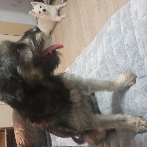 구미시 송정동 강아지주인을찾습니다